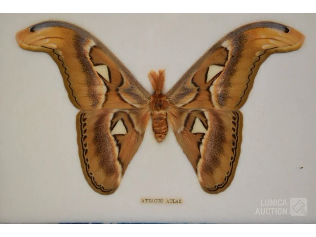 Taxidermie - afbeelding 3 van  5
