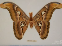 Taxidermie - afbeelding 3 van  5