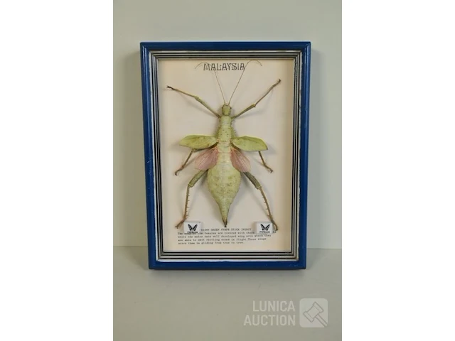 Taxidermie - afbeelding 4 van  5
