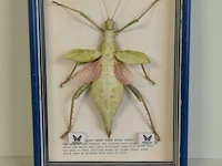 Taxidermie - afbeelding 4 van  5