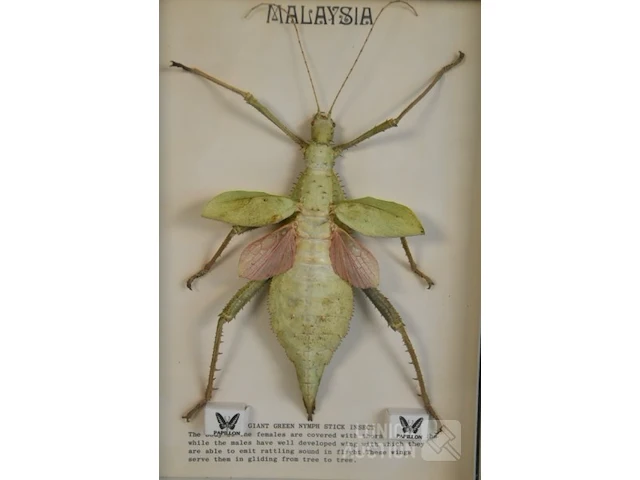 Taxidermie - afbeelding 5 van  5
