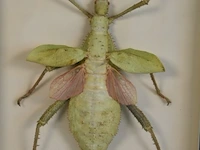 Taxidermie - afbeelding 5 van  5