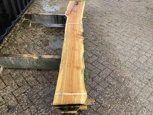 Taxus (4x) - afbeelding 4 van  7