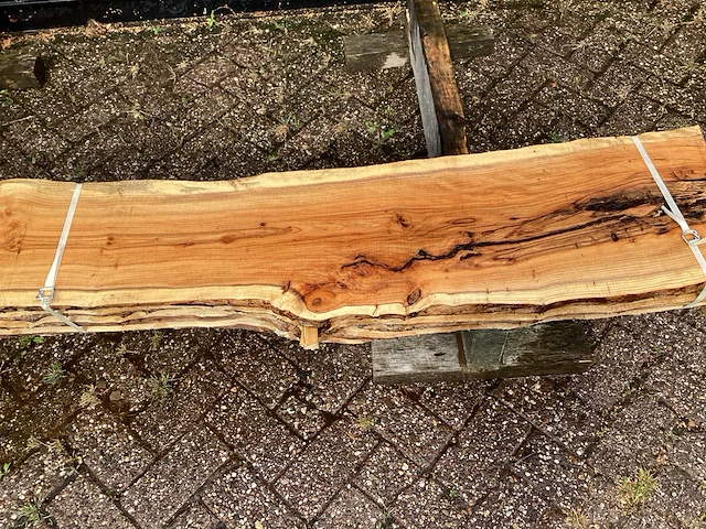 Taxus (4x) - afbeelding 6 van  7