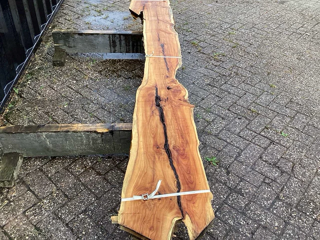 Taxus (4x) - afbeelding 4 van  8