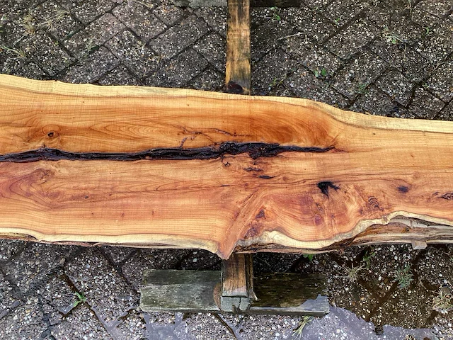 Taxus (4x) - afbeelding 6 van  8