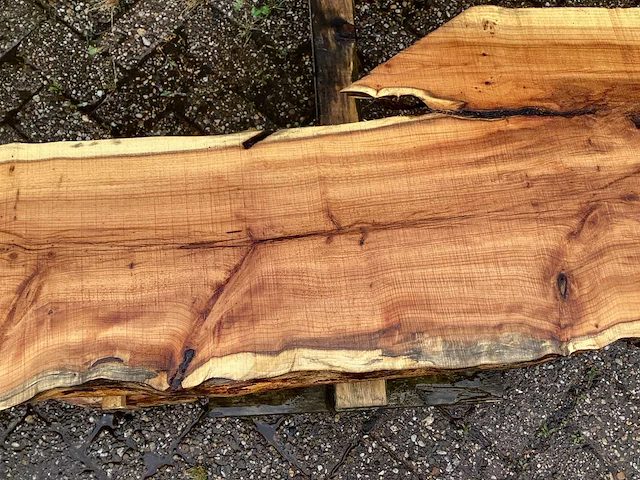 Taxus (4x) - afbeelding 7 van  8