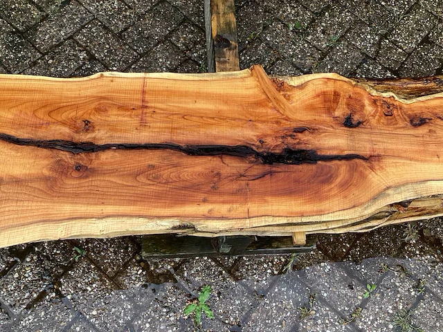 Taxus (4x) - afbeelding 6 van  8