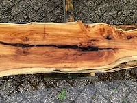 Taxus (4x) - afbeelding 6 van  8