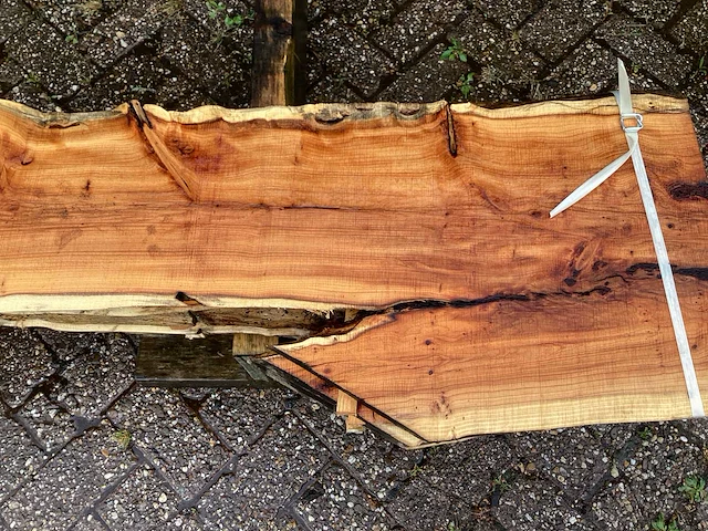 Taxus (4x) - afbeelding 7 van  8