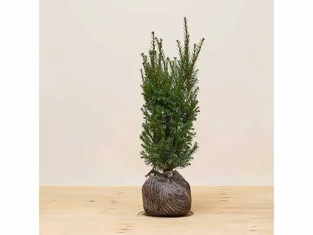Taxus baccata 80-100 cm (6x) - afbeelding 1 van  1