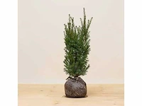 Taxus baccata 80-100 cm (6x) - afbeelding 1 van  1