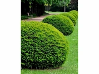 Taxus baccata dia 30 cm - afbeelding 1 van  1