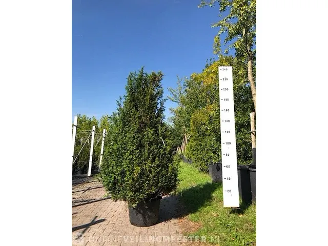 Taxuskegel taxus baccata, solitair, , 250 cm hoog - afbeelding 1 van  1