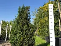 Taxuskegel taxus baccata, solitair, , 250 cm hoog - afbeelding 1 van  1