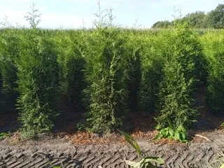 Thuisbezorgveiling: haagplanten boomkwekerij