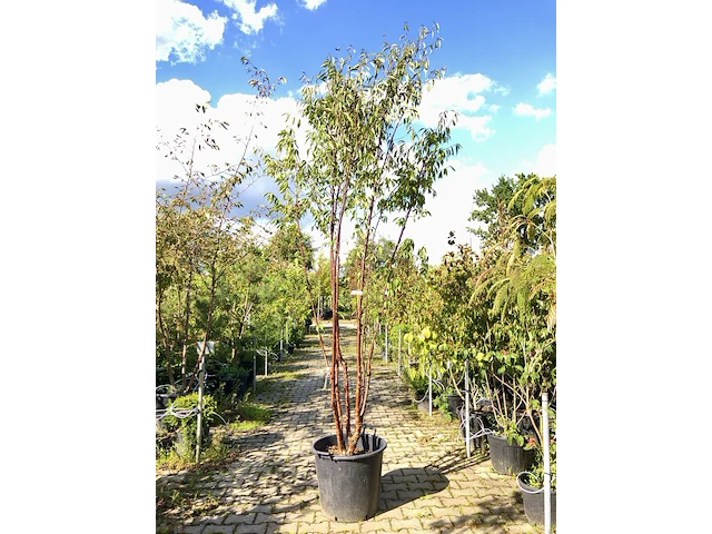 Tibetkers prunus serrula, meerstammig, roodbruine stam, ca. 350 cm hoog - afbeelding 1 van  1
