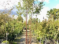 Tibetkers prunus serrula, meerstammig, roodbruine stam, ca. 350 cm hoog - afbeelding 1 van  1