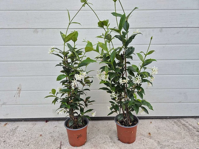 Toscaanse jasmijn - trachelospermum jasminoides - hoogte ca. 60 cm (2x) - afbeelding 1 van  3