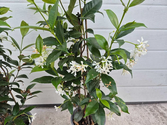 Toscaanse jasmijn - trachelospermum jasminoides - hoogte ca. 60 cm (2x) - afbeelding 2 van  3