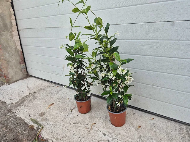 Toscaanse jasmijn - trachelospermum jasminoides - hoogte ca. 60 cm (2x) - afbeelding 3 van  3