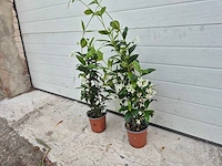 Toscaanse jasmijn - trachelospermum jasminoides - hoogte ca. 60 cm (2x) - afbeelding 3 van  3