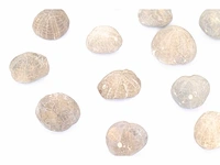 Toxaster sp. fossiel (onder-krijt - 120 mil jaar) fossielen collectie - afbeelding 5 van  9