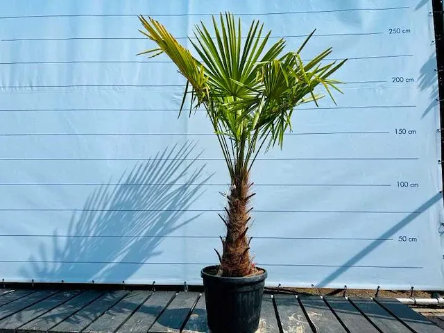 Trachycarpus fortunei 190cm incl pot, stamhoogte 60/80cm - afbeelding 1 van  1