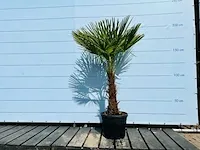 Trachycarpus fortunei 190cm incl pot, stamhoogte 60/80cm - afbeelding 1 van  1