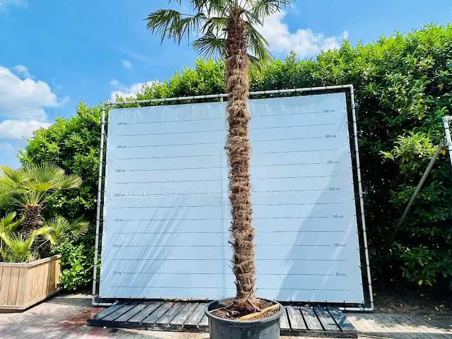 Trachycarpus fortunei ca.500cm - afbeelding 1 van  1