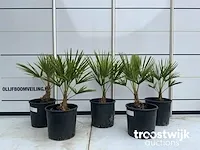 Trachycarpus fortunei - afbeelding 1 van  6