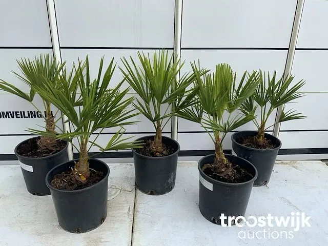 Trachycarpus fortunei - afbeelding 2 van  6