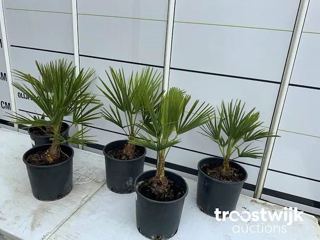 Trachycarpus fortunei - afbeelding 4 van  6