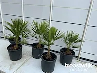 Trachycarpus fortunei - afbeelding 4 van  6