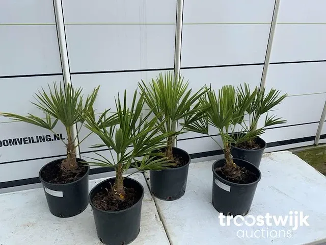 Trachycarpus fortunei - afbeelding 5 van  6