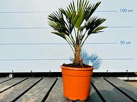 Trachycarpus wagnerianus 70cm - afbeelding 1 van  2