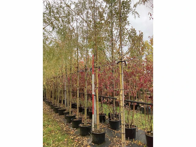 Treurwilg - laanboom (4x) - afbeelding 2 van  4