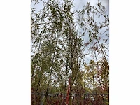 Treurwilg - laanboom (4x) - afbeelding 3 van  4