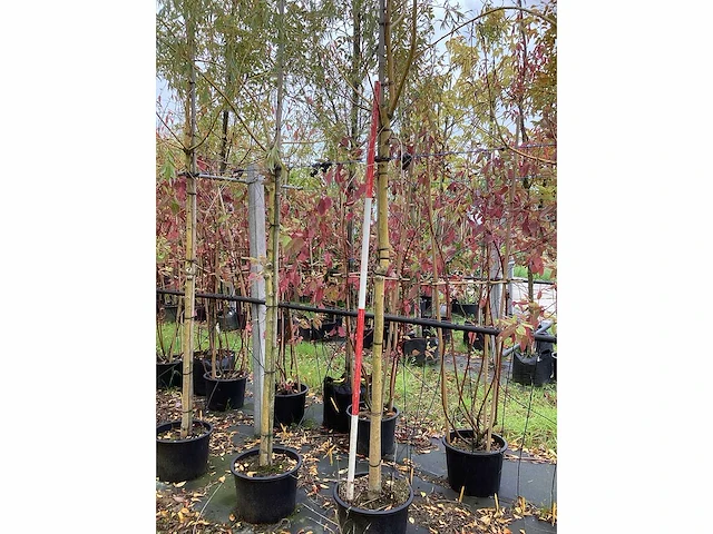 Treurwilg - laanboom (4x) - afbeelding 4 van  4