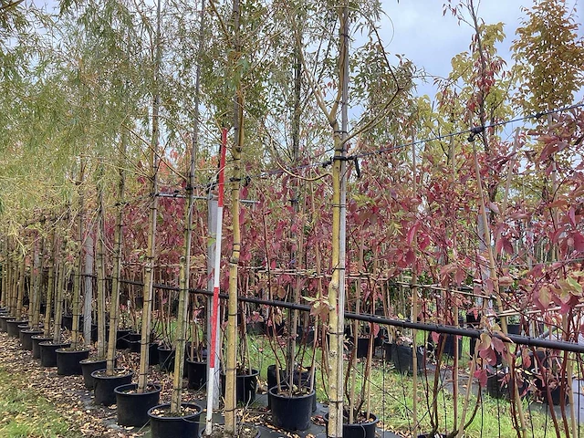 Treurwilg - laanboom (7x) - afbeelding 1 van  4