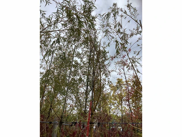 Treurwilg - laanboom (7x) - afbeelding 3 van  4