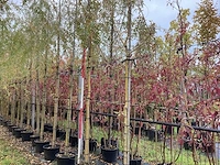 Treurwilg - parkbomen (6x) - afbeelding 1 van  4