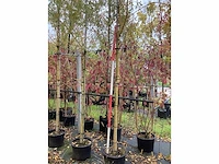 Treurwilg - sierboom (3x) - afbeelding 4 van  4