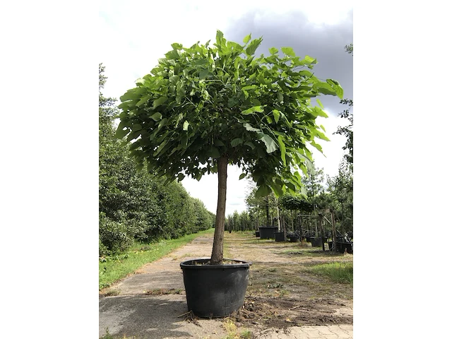 Trompetboom catalpa 'nana', bolboom, ca. 140 cm stamhoogte - afbeelding 1 van  1