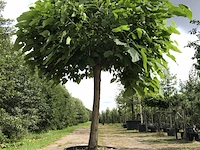 Trompetboom catalpa 'nana', bolboom, ca. 140 cm stamhoogte - afbeelding 1 van  1