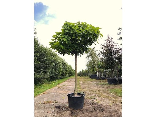 Trompetboom catalpa 'nana', bolboom, ca. 150 cm stamhoogte - afbeelding 1 van  1