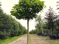 Trompetboom catalpa 'nana', bolboom, ca. 150 cm stamhoogte - afbeelding 1 van  1