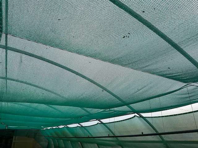 Tuinbouw schaduwgaas - afbeelding 2 van  7