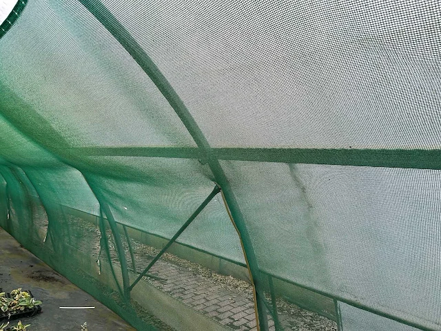 Tuinbouw schaduwgaas - afbeelding 4 van  7