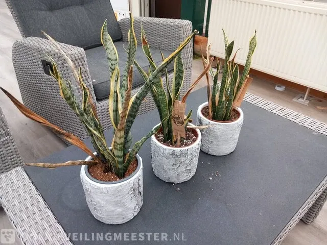 Tuinset - afbeelding 12 van  12
